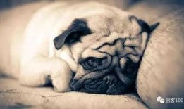 巴哥策划爆料视频大全,揭秘幕后精彩瞬间